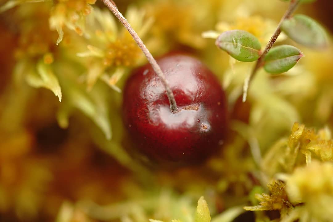 Denezhkin_Kamen's tweet image. #клюква #болото #заповедник #ДенежкинКамень #мох #осень