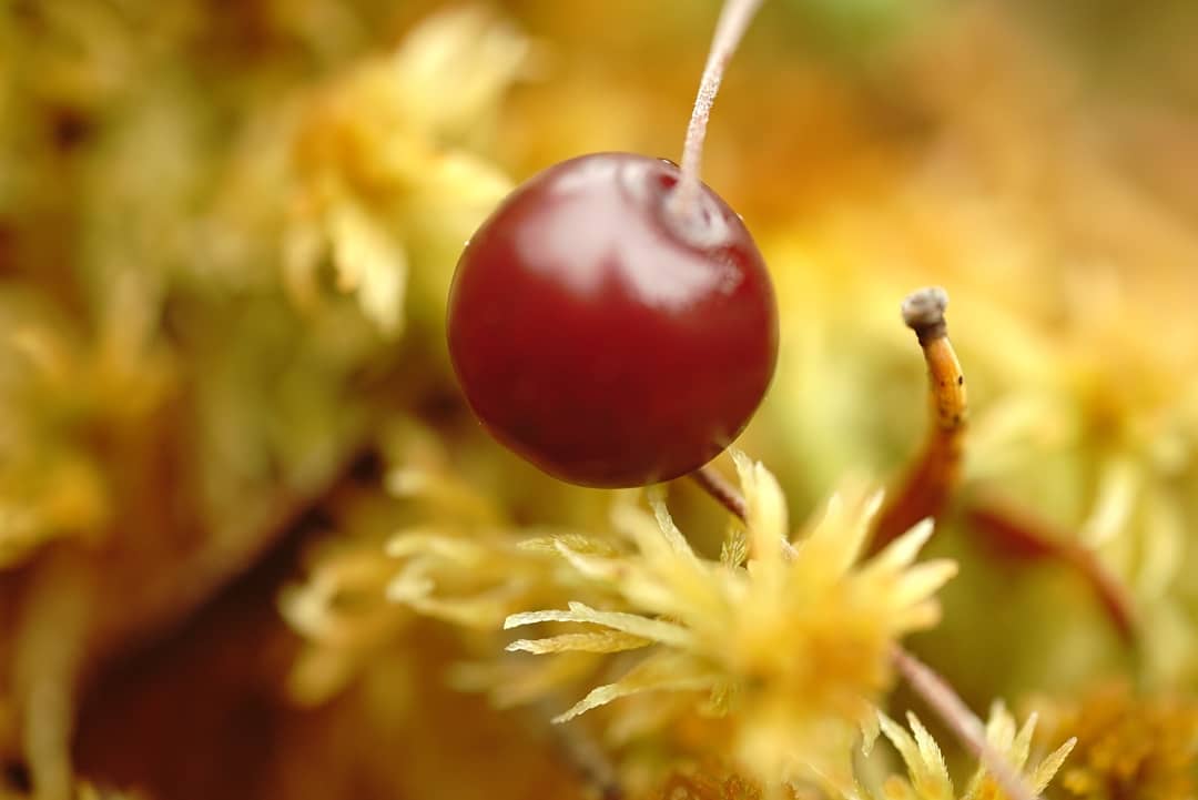 Denezhkin_Kamen's tweet image. #клюква #болото #заповедник #ДенежкинКамень #мох #осень