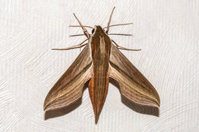 セスジスズメがきたぞ 