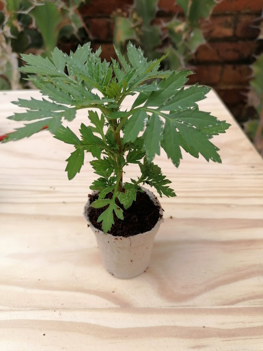 Your plants won't be able to stay in these tiny pots forever though, and soon you'll have to transplant them once outgrow the pot (as is the case with this marigold)