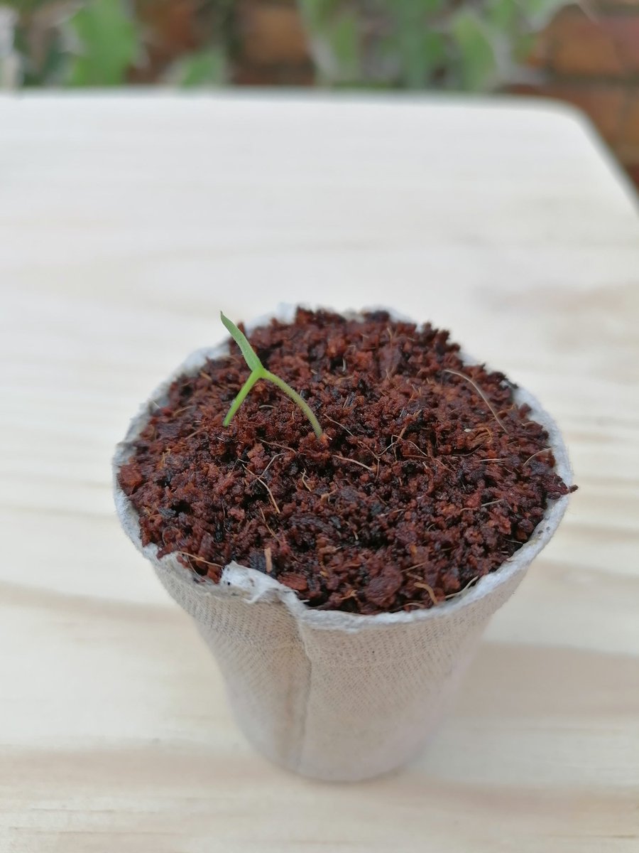 ...so it's important to water regularly and keep the it moist (again, seeing a pattern) Indirect light is also fine for your plants, as long as it's bright enough. I left this seedling on my desk where there isn't enough light, and you can see how it bent towards the light