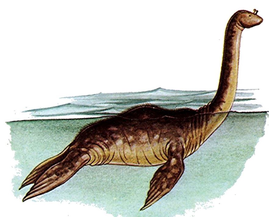 Peter Costello’s 1974 In Search of Lake Monsters argued that  #Nessie is a giant, long-necked seal, and O’Connor’s photo was taken by Costello as being consistent with this idea, and with other sightings…