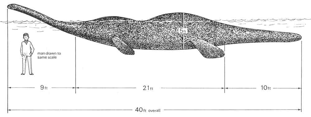 I’ve often wondered if O’Connor deliberately modelled the look of his  #Nessie on the identikit version of the monster built by Dinsdale, and showcased on TV, in newspapers and elsewhere in 1960.