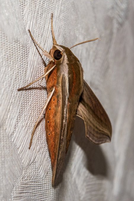 コスズメだそうです
ぬおお もっとちゃんと調べてから貼れえええ 