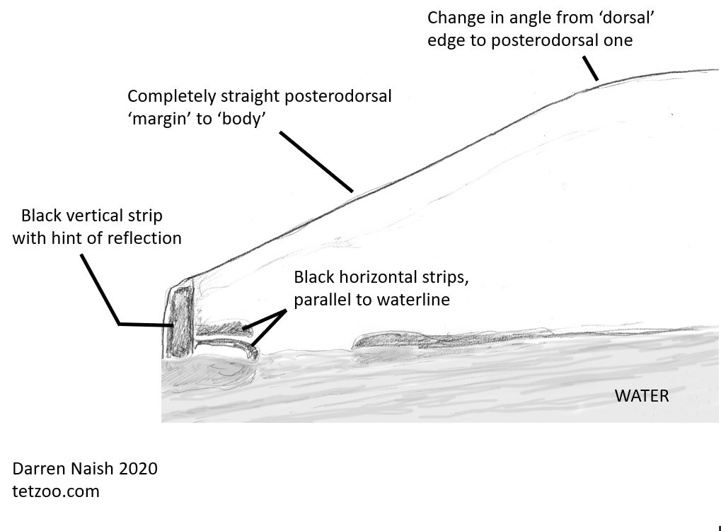The straight ‘dorsal’ lines correspond to the kayak’s margins, and the dark strips do indeed match metallic structures; specifically, the rudder mount on the hull’s stern.