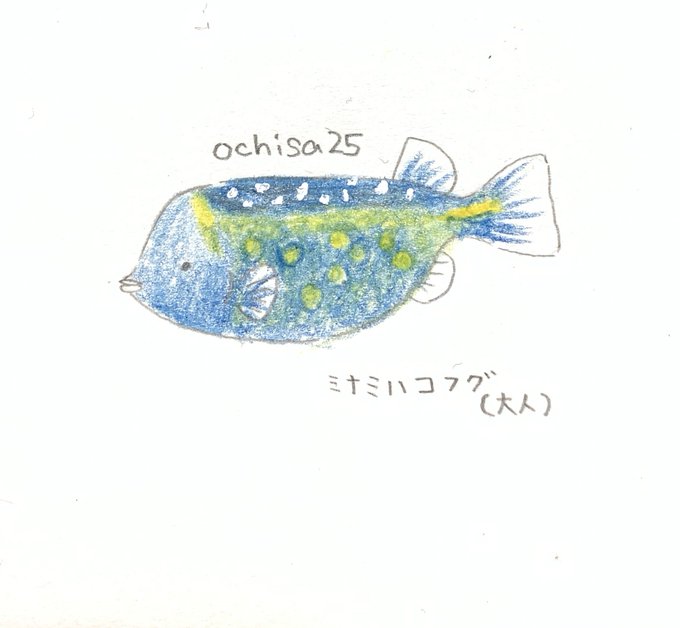 お魚 高画質 のtwitterイラスト検索結果