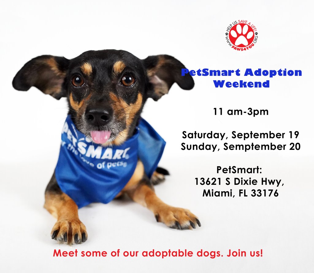 Does Petsmart Take Cats Rehome By Adopt A Pet Com