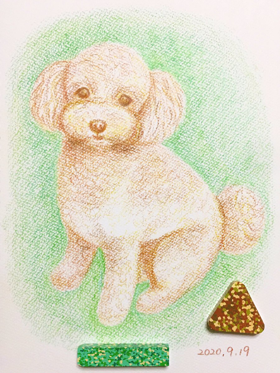 Chippoke ようこ A Twitter 犬絵 87 トイプードル クレヨン 色で遊ぶクレヨン 犬イラスト イラスト 犬の絵 犬 トイプー プードル Chippoke犬絵