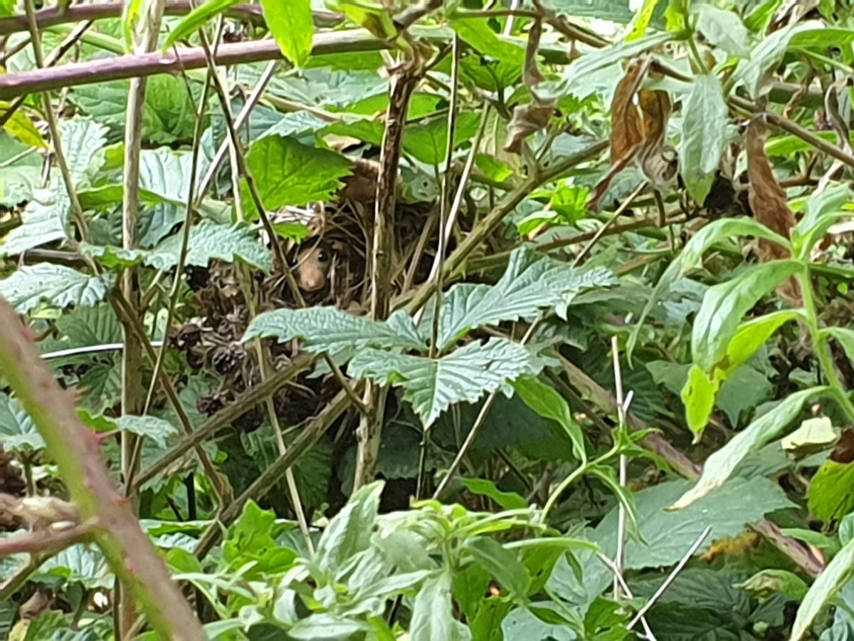 nottsbatman's tweet photo. An excellent end to #dormouseweek with a wild nest and occupant found by nest finder extraordinaire @angelicus73 see https://t.co/K6xmCgfwv2 @NottsDormice @nottswildlife @PTES @WildlifeTrusts https://t.co/vW1QaYbfEy