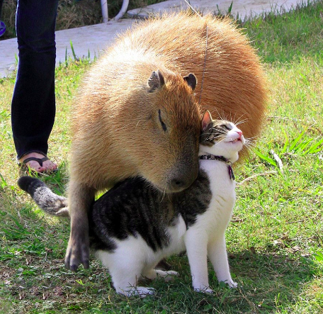 Isabela Alvim tweet media