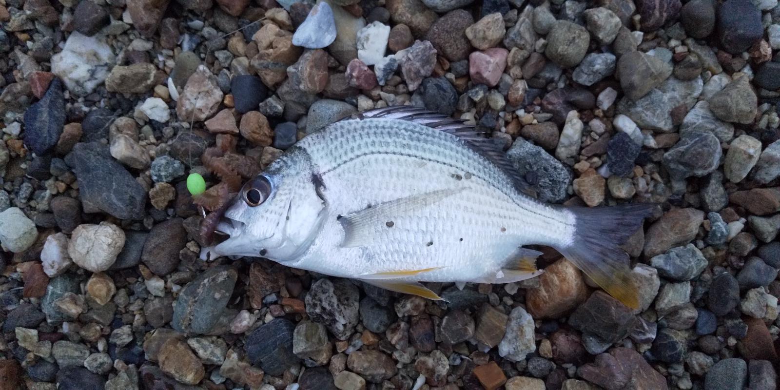 ゴロにゃんこ 奥浜名湖 今日の夜釣り 電気ウキ での釣果 30cm級の黒鯛が1匹 その他雑魚が数匹でした 隣のほうから 鰻が釣れたッて声が アナゴ説もあります 奥浜名湖 夜釣り 電気ウキ キビレ 黒鯛 チヌ クロダイ セイゴ 鰻 アナゴ
