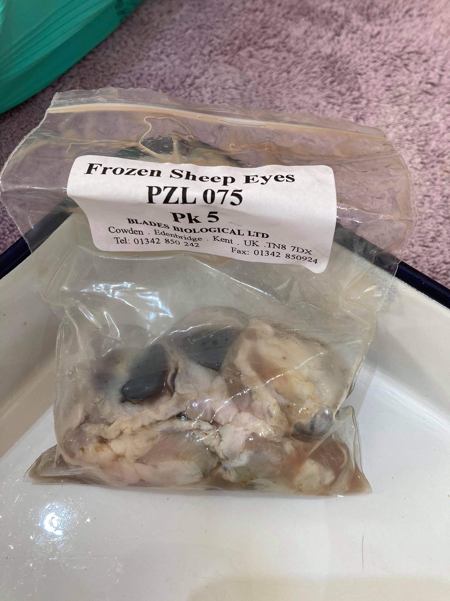 Ready for the sheep eye dissection this morning and of course had the candles on to help with the smell 🌚😂 <a href="/SSERCofficial/">SSERC</a>