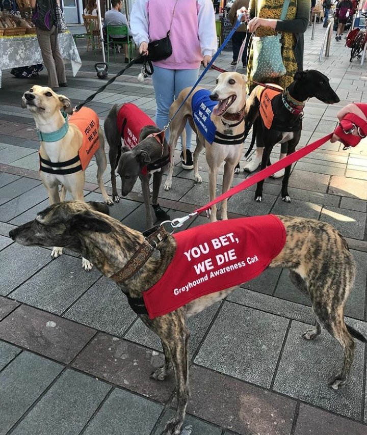 What a sight to behold! A pack of six rescue Greyhounds strolling down