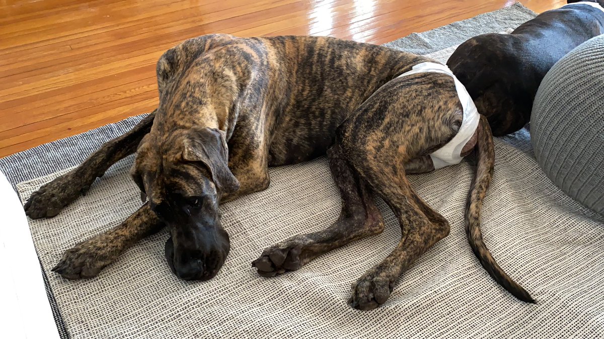 great dane first heat