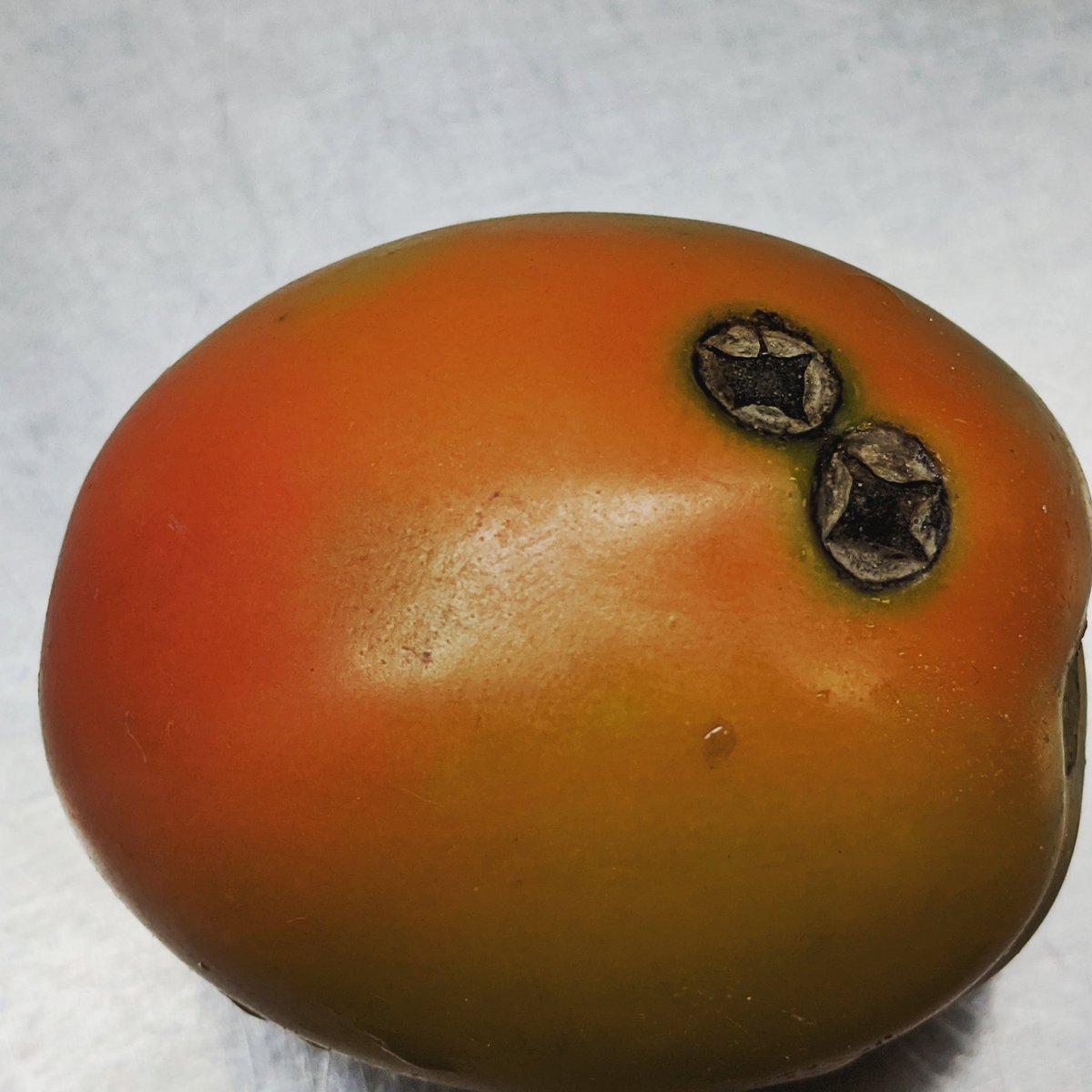 When you wish upon a star shaped necrosis #bacterialleafspot #tonatodiseases