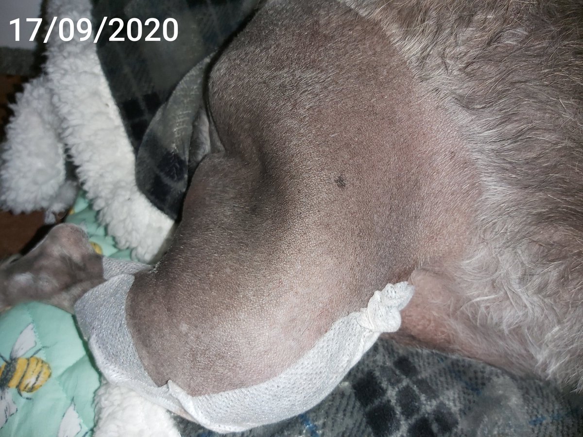 APoppyroo's tweet image. Poppy had her knee op on 17/09/202, she is doing well but still very dosed up on high pain relief. The insurance only covered the xrays we have to cover the cost of the op at £2,322.22 which we are struggling with we have £1,461
gf.me/u/ysyjfd could you help