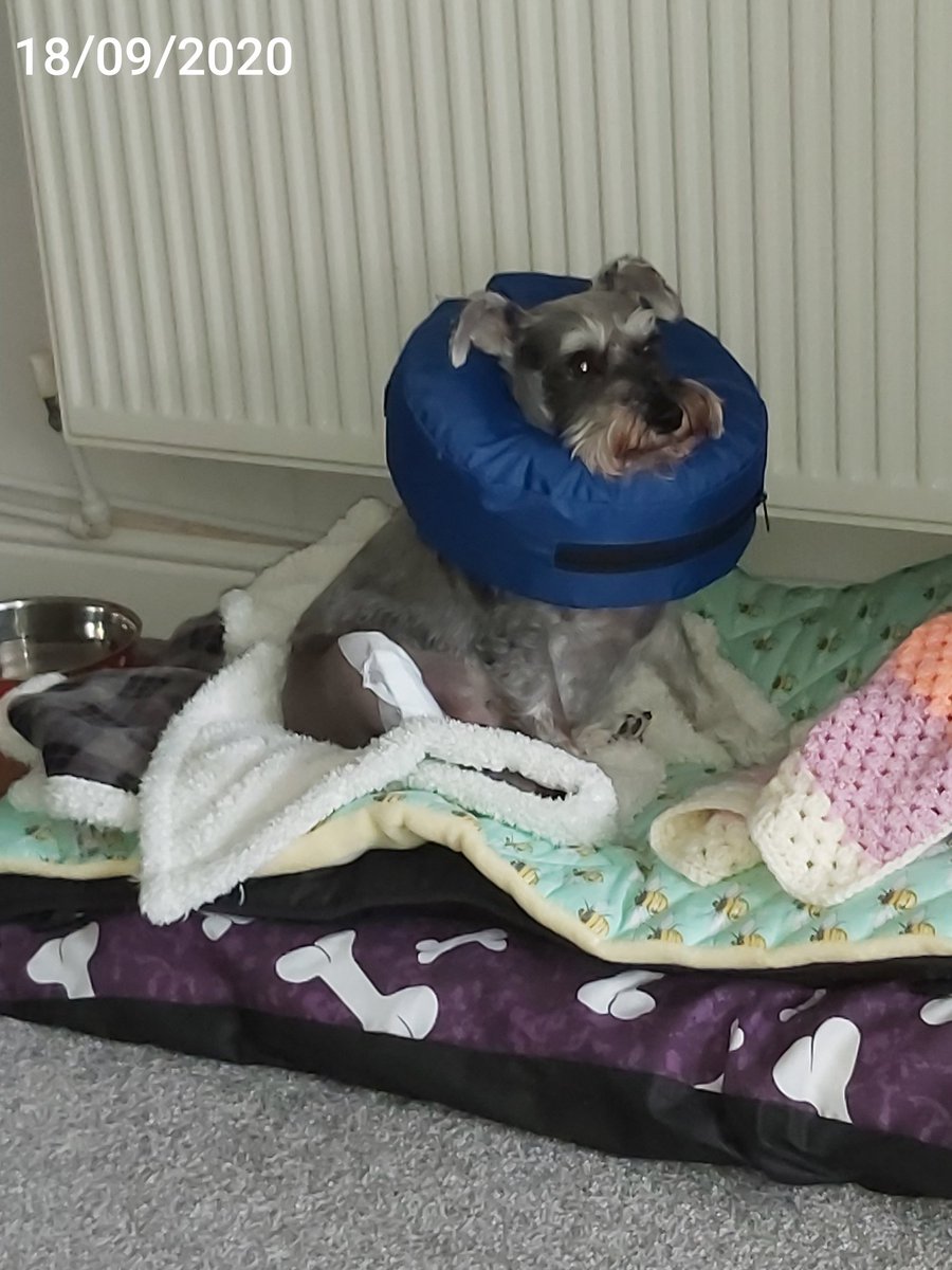 APoppyroo's tweet image. Poppy had her knee op on 17/09/202, she is doing well but still very dosed up on high pain relief. The insurance only covered the xrays we have to cover the cost of the op at £2,322.22 which we are struggling with we have £1,461
gf.me/u/ysyjfd could you help