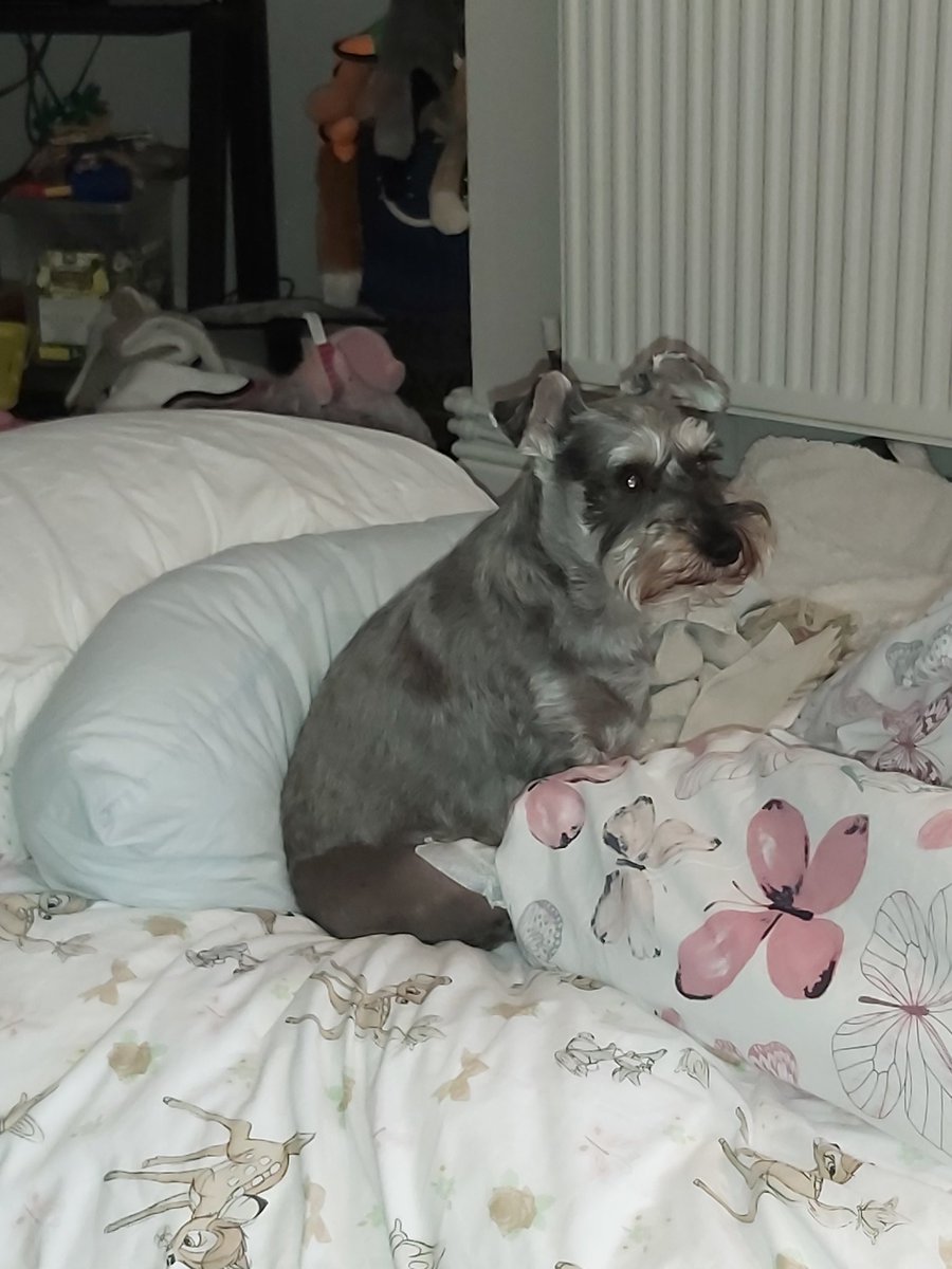 APoppyroo's tweet image. Poppy had her knee op on 17/09/202, she is doing well but still very dosed up on high pain relief. The insurance only covered the xrays we have to cover the cost of the op at £2,322.22 which we are struggling with we have £1,461
gf.me/u/ysyjfd could you help