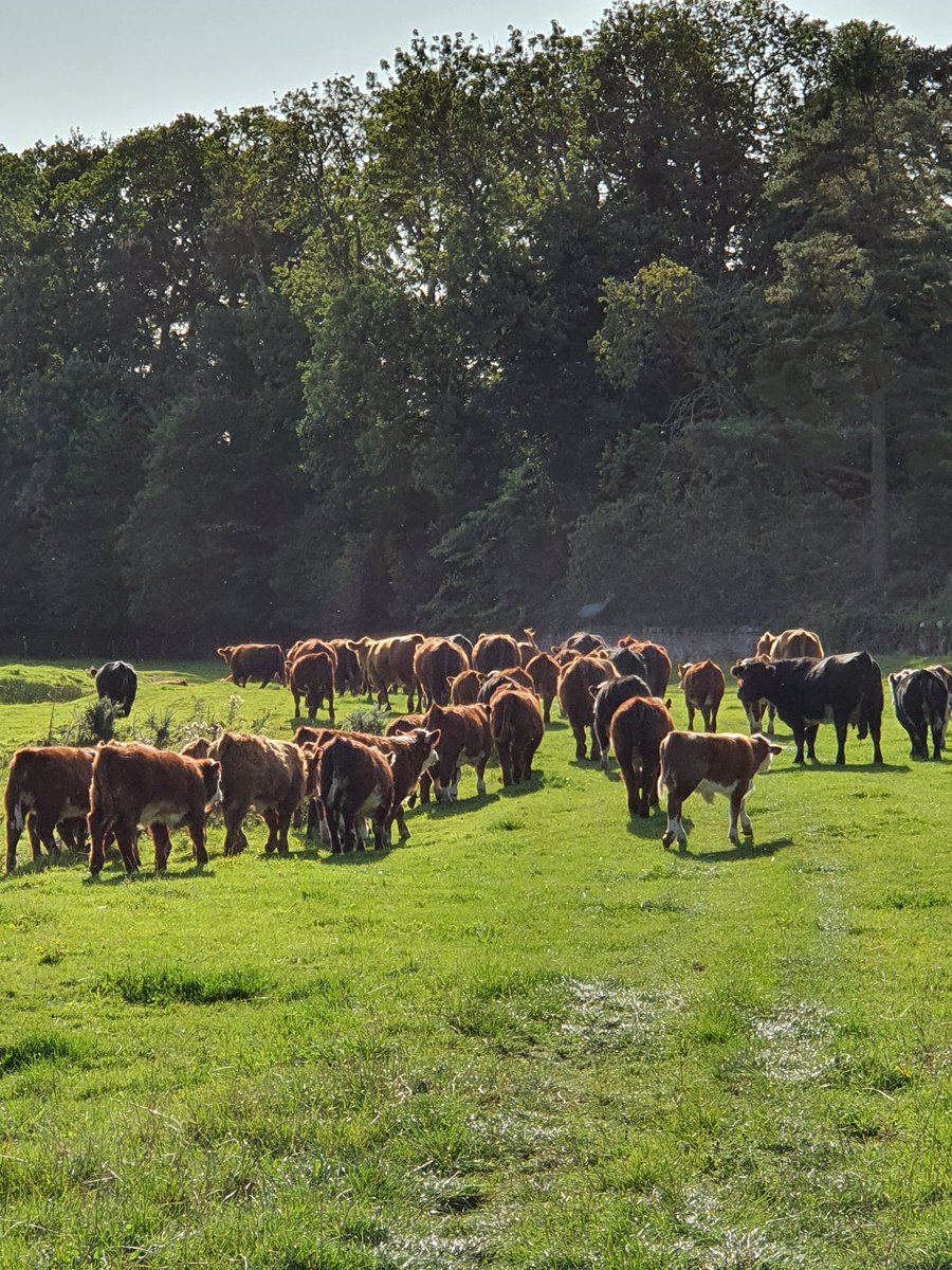 RomanyHerefords's tweet photo. Been a cracking day! Cattle shifted, ploughing, FYM getting spread and a live cooking demo by the better half!!
It's @OpenFarmSunday tomorrow so if you've something interesting going on remember to tag them!
#OFS20 #farmtours #autumn #farmingpics #agritourism https://t.co/676Jzkx2bZ