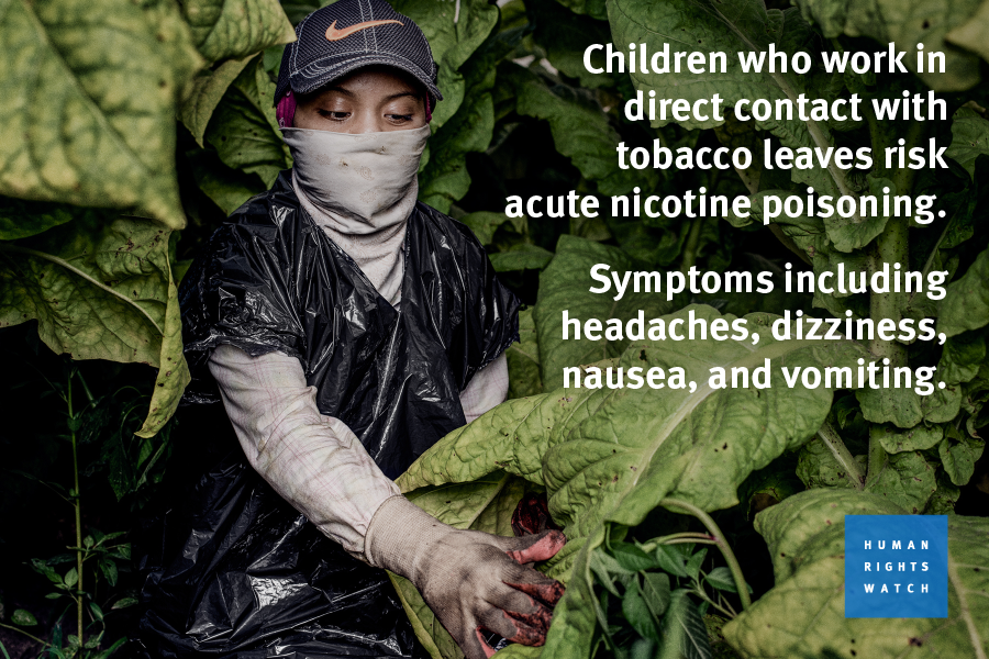 ChildLaborCLC's tweet photo. U.S. law does not allow  teens to buy cigarettes; yet it does allow them to work on tobacco farms where many suffer from nicotine poisoning. Does this make any sense? Your RT may help us get legislation passed to fix this! https://t.co/YG75koHQCy https://t.co/GfxU7nvQ8r
