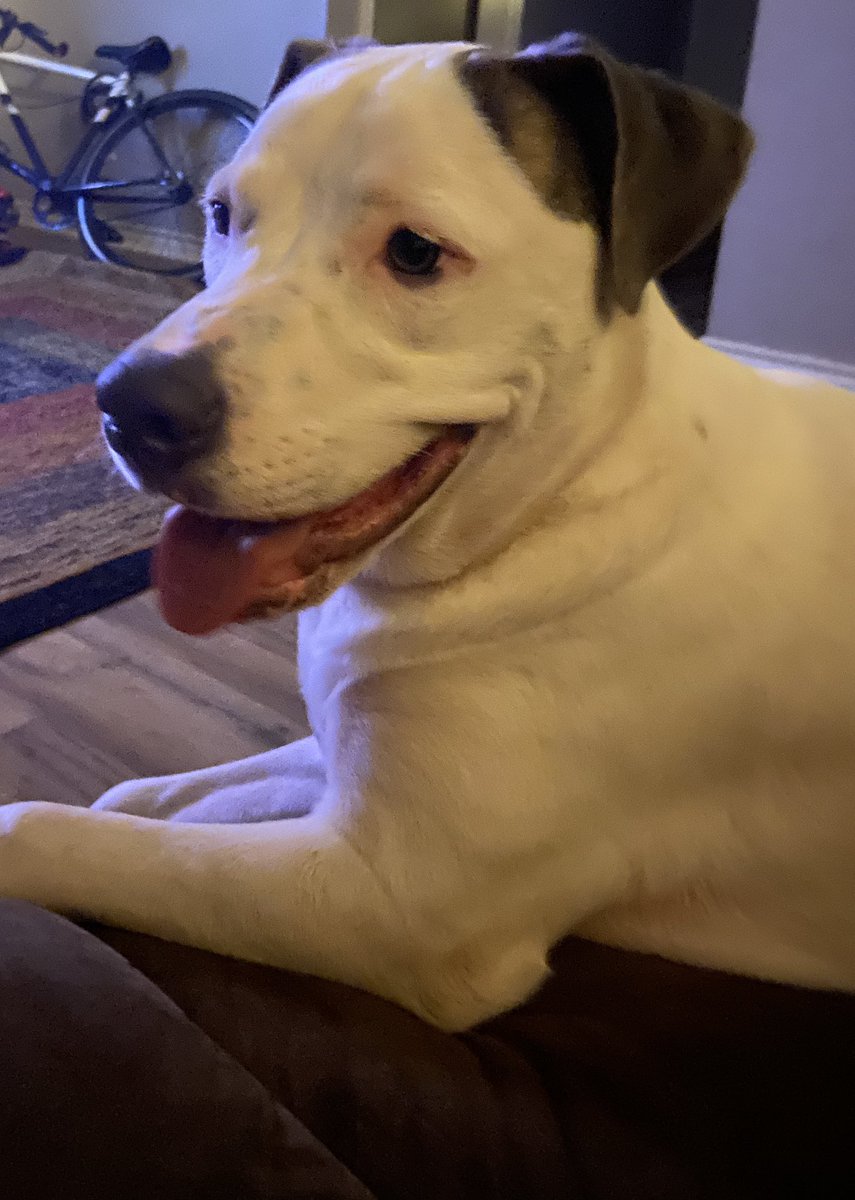 #3milejog
#meetingapotentialadopterformyfostermilo
#happysaturday
<a href="/LoriApple4/">Lori Apple</a> 
<a href="/THBoogren/">Tina H. Boogren, PhD</a> 
@haynesselfcare
#beepbeep
#riseup