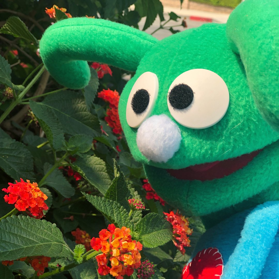 'I think you're dandy, and I'm not lion!' 🌺 

Happy Saturday from Lovebug! 💚
.
.
#online #onlinekidsclasses #lovebugandmemusic #create #music #joy #plantpuns