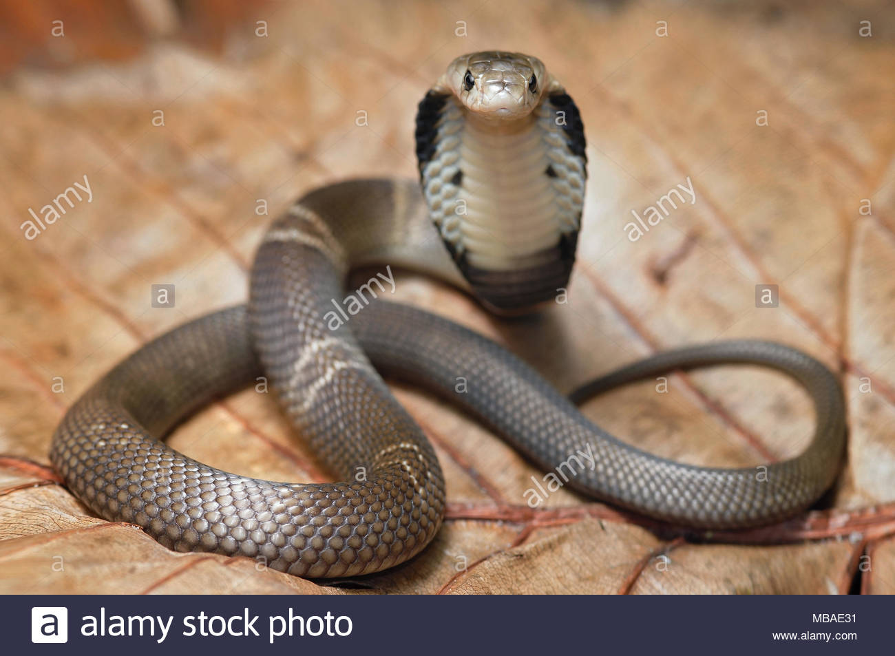 Charming Disaster on X: Without boring you with anatomical details. a  sure way to tell if a cobra is a True Cobra is by its scientific genus  classification. In other words, if