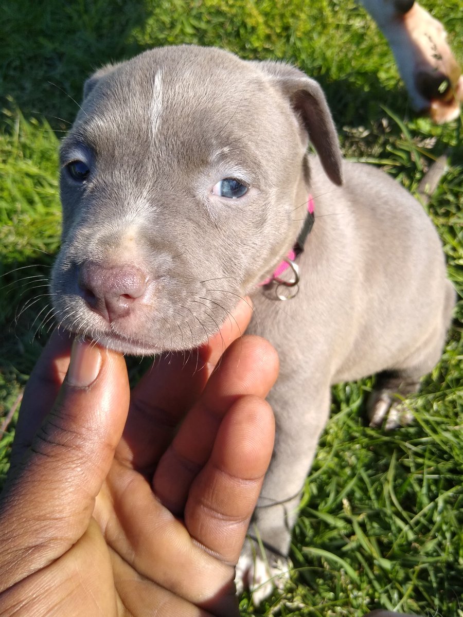 Hey y'all #ToppDogg #Kennel #puppylove #Puppies
