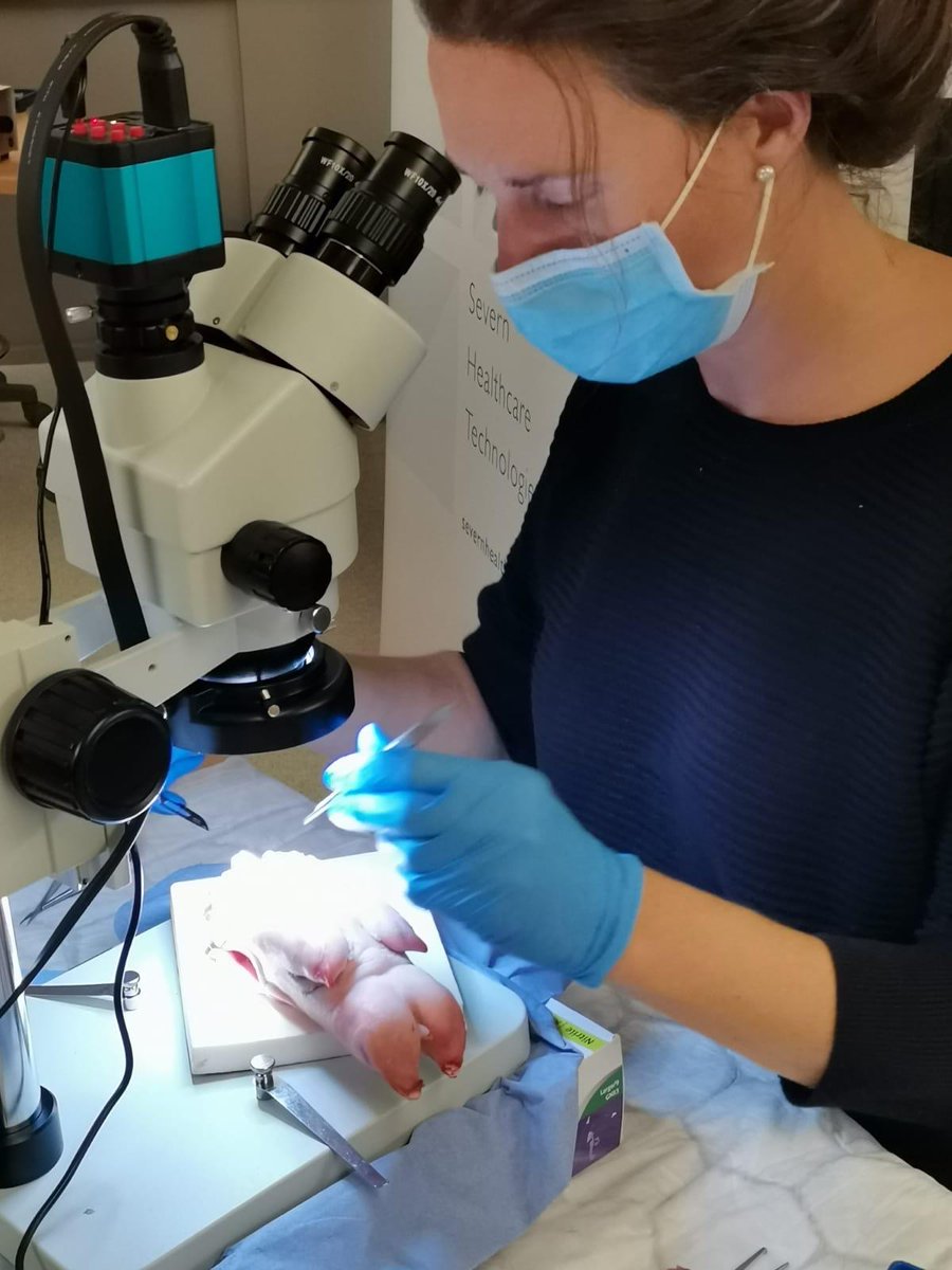 DrJamesKKChan's tweet image. Stoke Mandeville Microsurgery Course - continued

@BHTMedEd @BAPRASvoice @BucksHealthcare #plasticsurgery #microsurgery