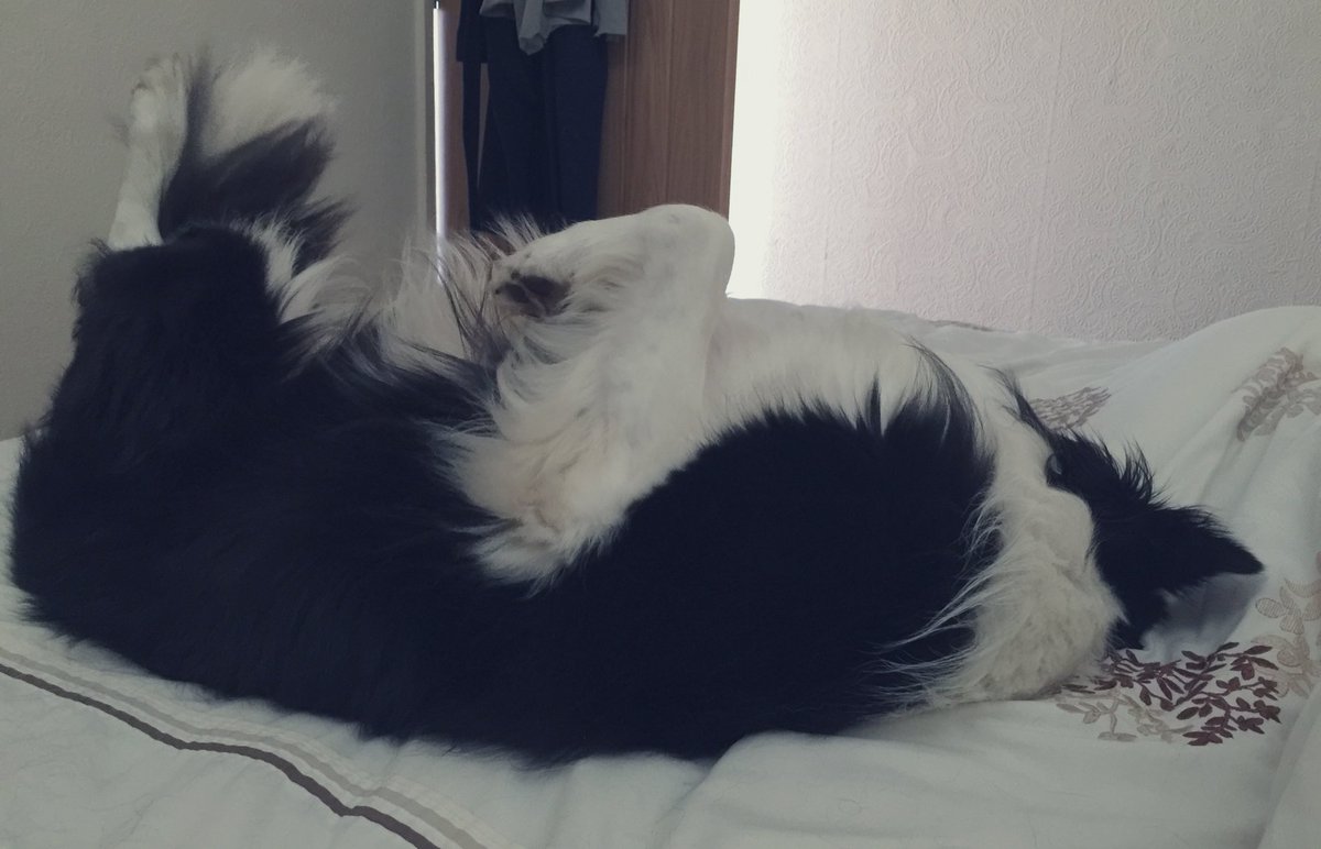 ArchieDog4's tweet photo. Mummy is feeling super tired cos sheโs been working very hard all week so she just got in bed for a sneaky Saturday siesta while dad watches the football... it sounded so tempting that I couldnโt resist joining her ๐ฉ๐ปโ๐ป๐ค๐ถโฝ๏ธ๐ #dogsoftwitter #saturdaysiesta #BorderCollie https://t.co/osYb0E7m7I