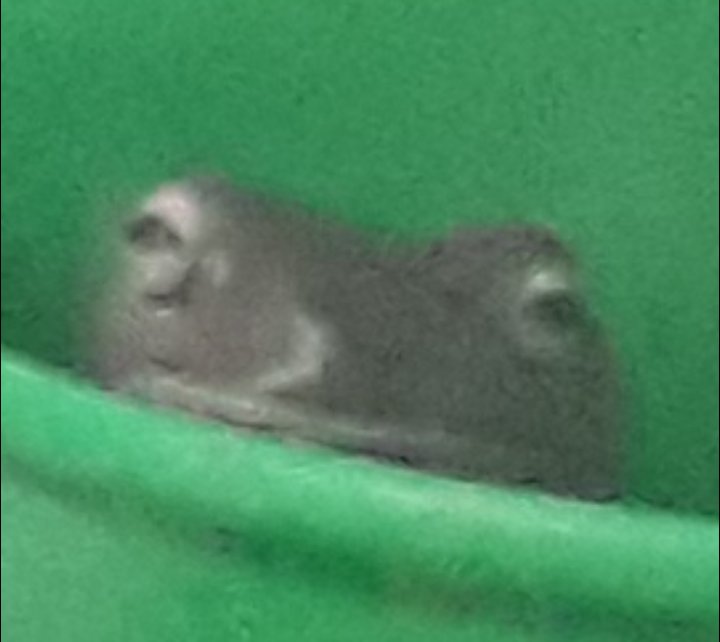 amphibnith's tweet photo. (((froggy stare))) https://t.co/sZhG6OXe95