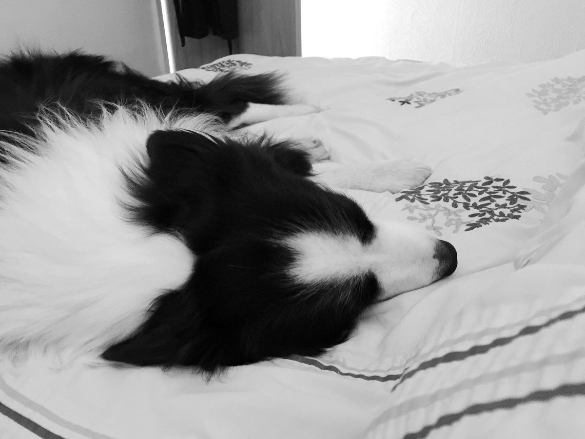 ArchieDog4's tweet photo. Mummy is feeling super tired cos sheโs been working very hard all week so she just got in bed for a sneaky Saturday siesta while dad watches the football... it sounded so tempting that I couldnโt resist joining her ๐ฉ๐ปโ๐ป๐ค๐ถโฝ๏ธ๐ #dogsoftwitter #saturdaysiesta #BorderCollie https://t.co/osYb0E7m7I