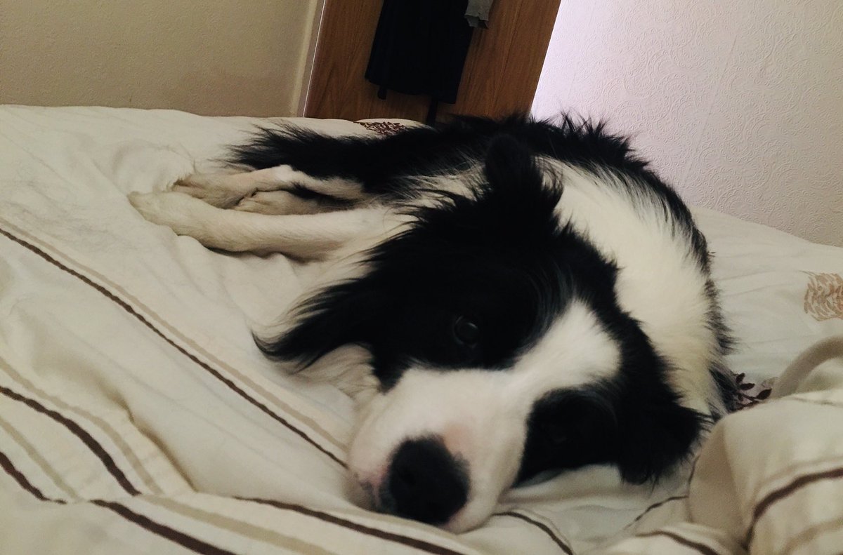ArchieDog4's tweet photo. Mummy is feeling super tired cos sheโs been working very hard all week so she just got in bed for a sneaky Saturday siesta while dad watches the football... it sounded so tempting that I couldnโt resist joining her ๐ฉ๐ปโ๐ป๐ค๐ถโฝ๏ธ๐ #dogsoftwitter #saturdaysiesta #BorderCollie https://t.co/osYb0E7m7I