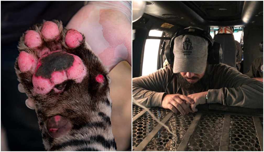 g1's tweet image. Veterinário relata rotina de mais de 12 horas de trabalho diário para salvar animais no Pantanal: &apos;É um cenário devastador. Acho que é uma cena que eu jamais vou esquecer&apos; glo.bo/33MRTh4 #G1