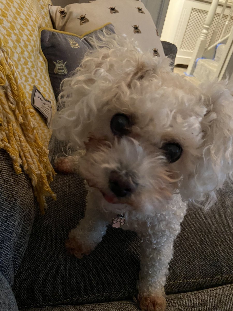 TippLondoner's tweet photo. @BrodHiggins #nosesforSíoda over the 🌈 bridge Síoda 🐾 and kisses for Bród xx https://t.co/VE8syXXegi
