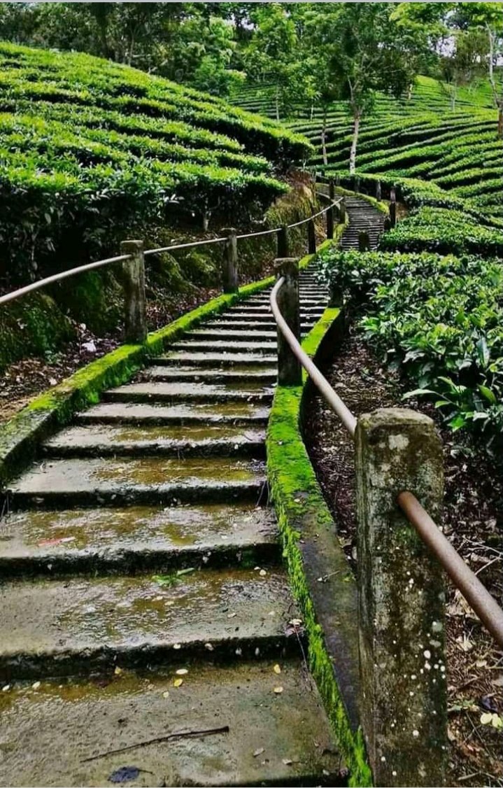 DoleyMatu's tweet photo. #Tipam  ,#Assam https://t.co/FchD7GJMDF