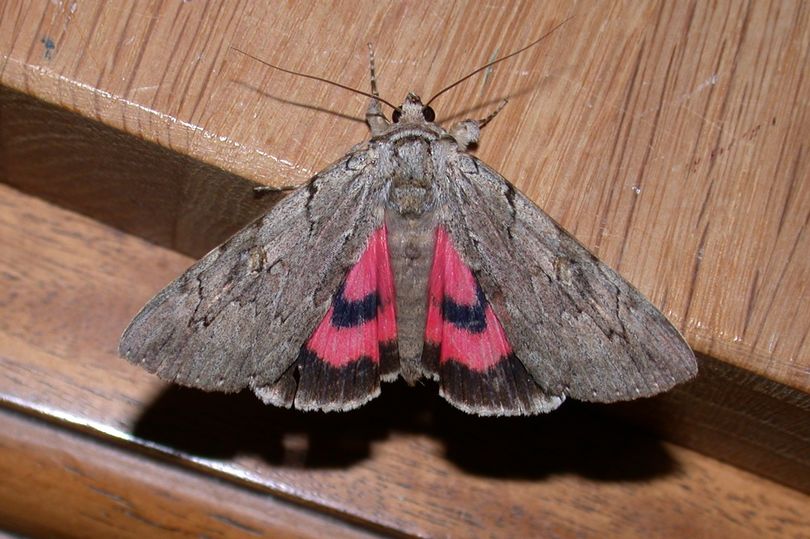 savebutterflies's tweet photo. The rare Rosy Underwing (Catocala electa) has been sighted at a railway station in Cornwall, only the second time one has been seen in Cornwall in almost 150 years. https://t.co/dj7egUFrp0

Image by Leon Truscott
@Cornwall_BC https://t.co/NkoVNufLii