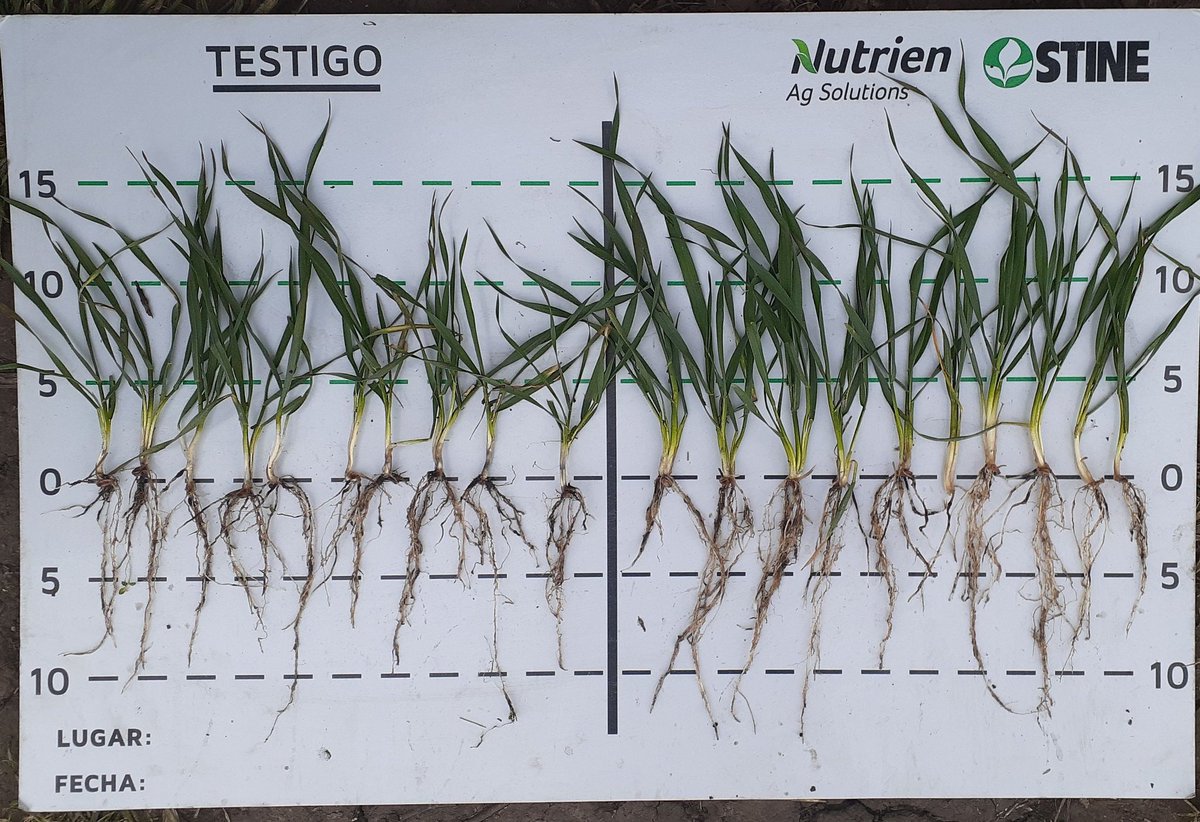 Izquierda ➡️ 10 plantas tomadas al azar de testigo,
Derecha ➡️ 10 plantas tomadas al azar del tratamiento con #AccomplishLM 

Imágenes de ensayo, con 4 bloques realizado en Balcarce, por <a href="/WalterCarciochi/">Walter Carciochi</a> <a href="/INTABalcarce/">INTABalcarce</a> 

Mayor desarrollo aéreo y radicular ➡️ excelente implantación