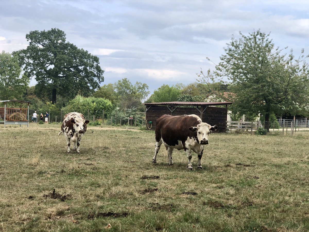 CelineMachain's tweet photo. La ferme de @Paris, agriculture biologique, permaculture 🌱 et bonheur des petits 👧 https://t.co/CWPV11enMF