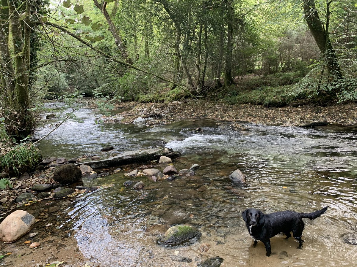 clareoreilly's tweet image. I ran quite far today (20 miles) with my dog, Blue. Now I’m quite tired, drinking wine and waiting for my burger delivery to come... She, however, is cocking about in the garden with a ball #trailrunning #running #dogswhorun #runningdog