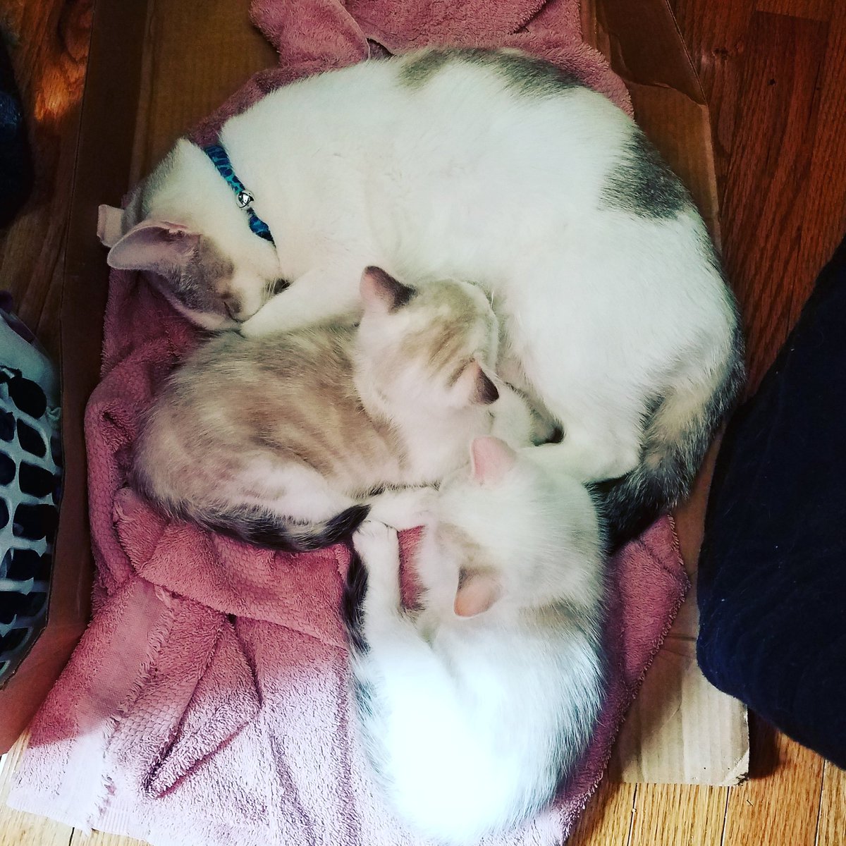 LuciferFlowers's tweet photo. Happy Caturday! Momma Cleopatra, Violet and Pearl. 7 week old babies. #caturday #cats #cat #kittensofinstagram #kittenhood #babycats #lynxpointsiamese #lynxpointsiameseofinstagram #lynxpoint #meezer #meezersofinstagram #crazycatlady #siamese #siameselove #meezers #meeze #kittycat https://t.co/HsL4KbONWX