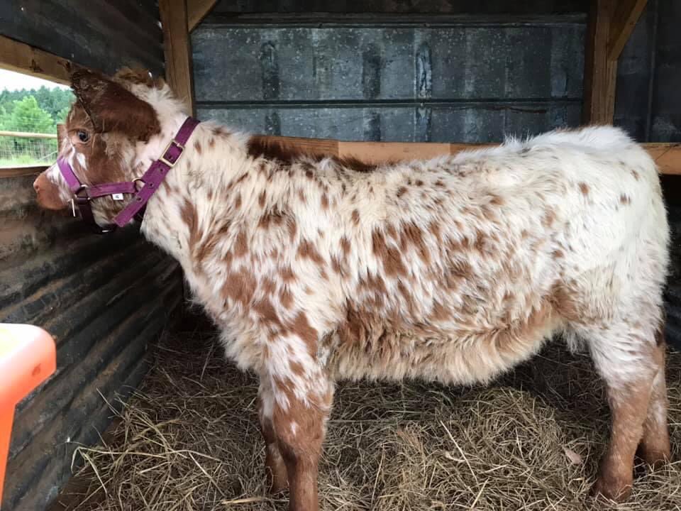 my aunt owns and runs a small farm. 

i need y’all to plz welcome Flora, the cherry 🍒 on our family herd! 

she is almost 5 months old, about 28” high and a Highpark (half Highland, half Whitepark mini). 👩🏽‍🌾❣️👩🏽‍🌾

say “hi flora!!!” 🐮
