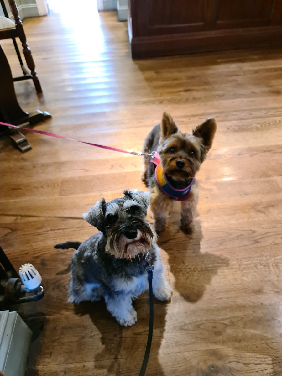 My new pub pal 🐾🐾🐾🐾