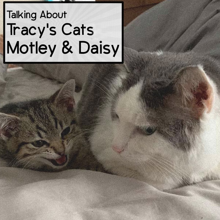 talkingcatspod's tweet photo. In my new episode my friend Maddy and I hear about Tracey’s Cats Motley and Daisy.

You can listen on @ApplePodcasts or wherever you get pawdcats.

#Caturday https://t.co/dgpJN0xezU