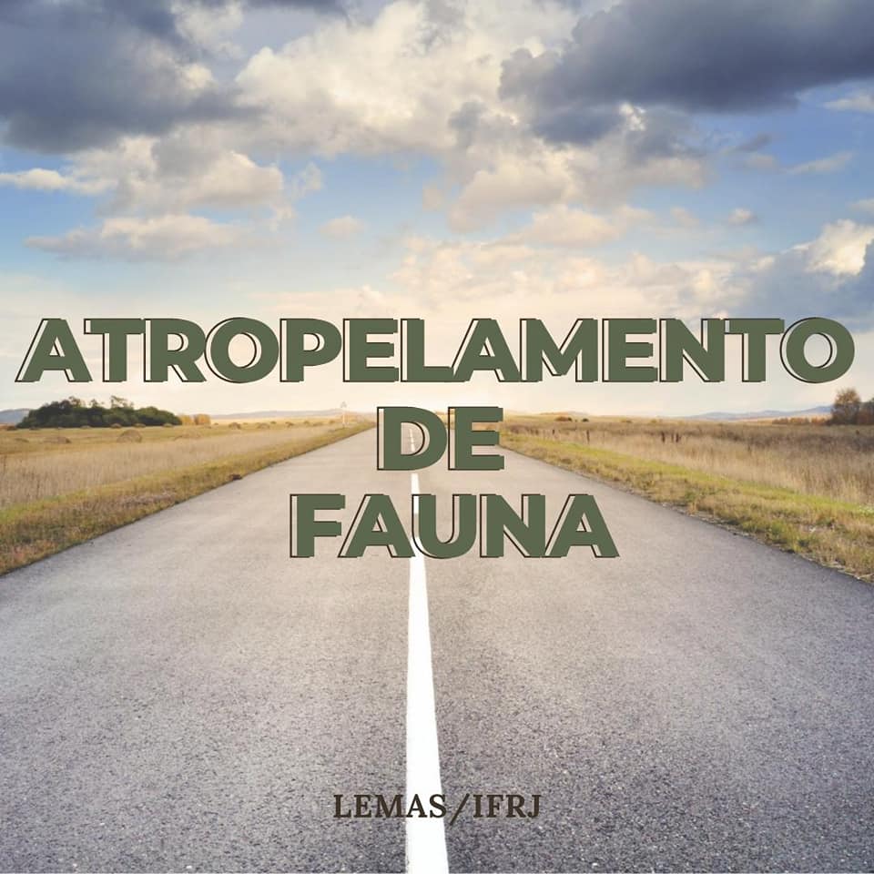 IfrjLemas's tweet photo. Os atropelamentos de animais silvestres representam grande risco de vida para as pessoas e grande impacto para a biodiversidade. Segue a thread:
#refauna #anta #tapir #atropelamentofauna #atropelamentofaunasilvestre #ecologia #ecology #mataatlântica #rainforest https://t.co/9cyKhHb5ug