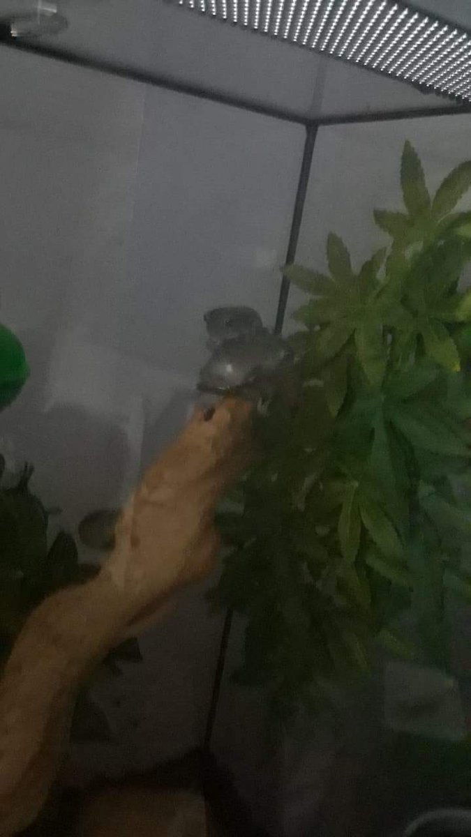amphibnith's tweet photo. Their first froggy stack,,,,, https://t.co/Pfw1xTMRzz