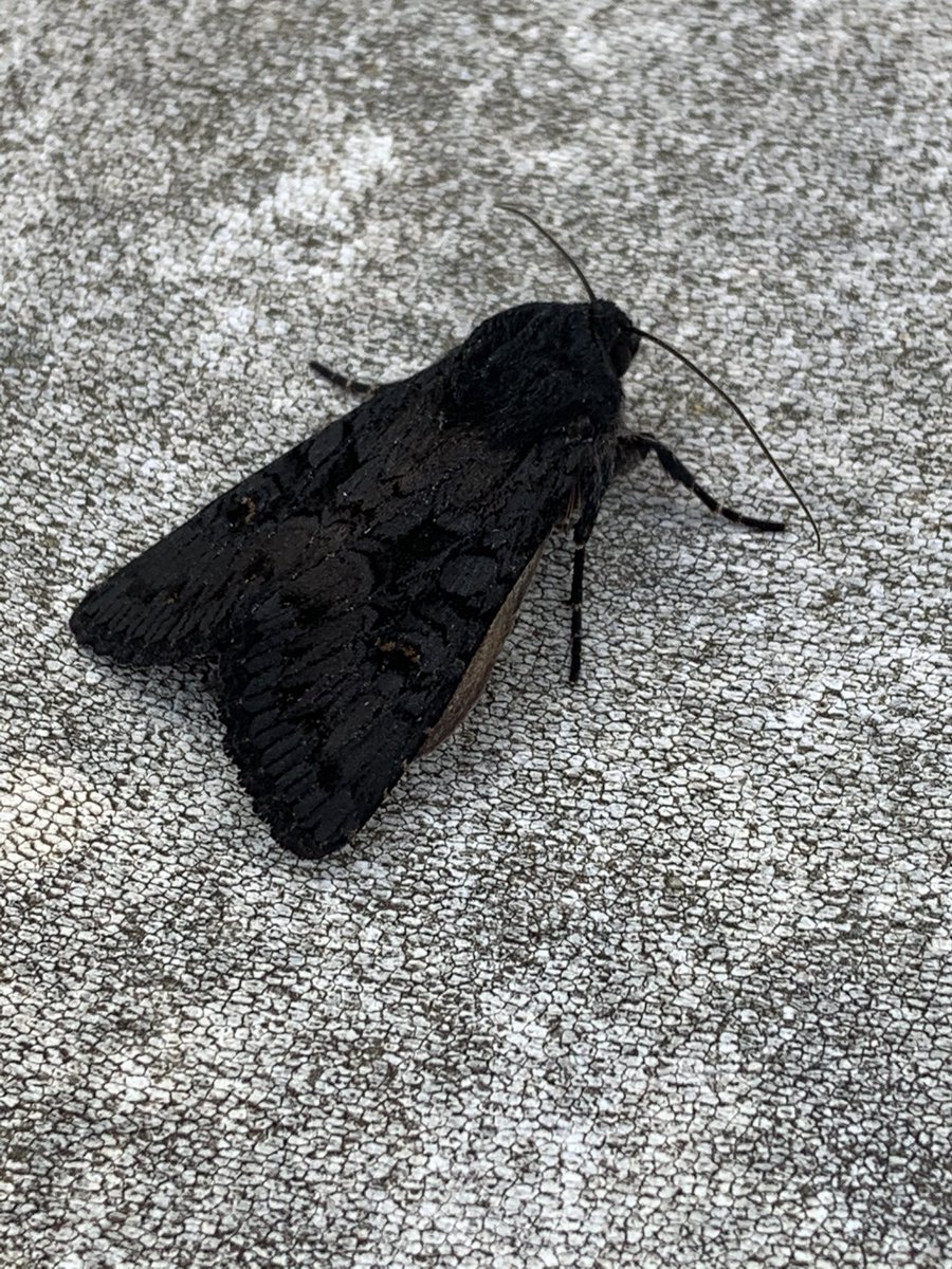 PetedsD's tweet photo. Any identification? #moth #mothhunter #beautiful https://t.co/CvNSE5YIiq