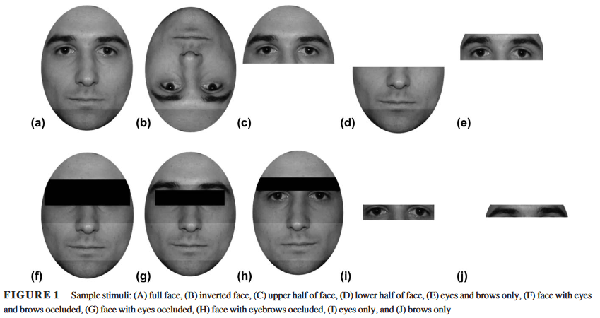 Déjà je vous partage cette magnifique figure 1 qui montre les différentes parties du visage qui ont été testées. Elle m'a bien fait marré. ^^Leurs échantillons de visage sont fait à partir de photos de 39 étudiant·e·s dans des conditions standardisées pour l'étude 1.