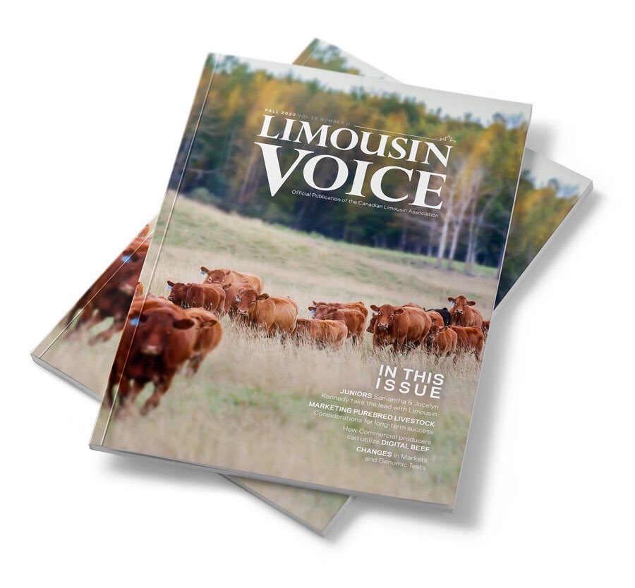 The Fall 2020 issue of the Limousin Voice magazine is online. Read at issuu.com/topstock/docs/… or on our website at limousinvoice.net