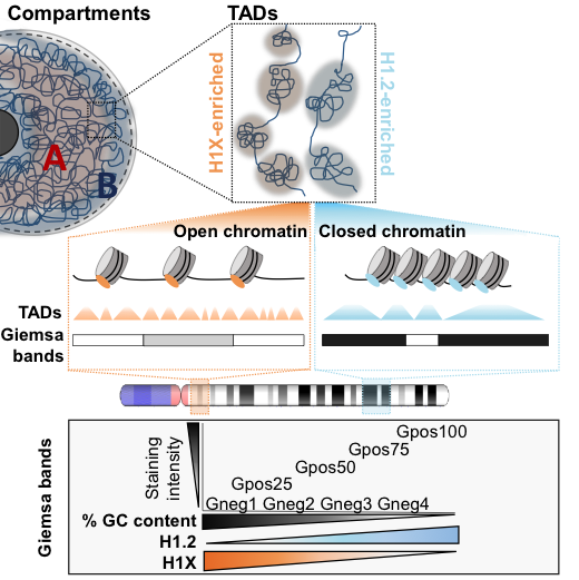 Check our recent papers in 2020, figures below:

1⃣ febs.onlinelibrary.wiley.com/doi/abs/10.111…
2⃣ mdpi.com/1422-0067/21/1…